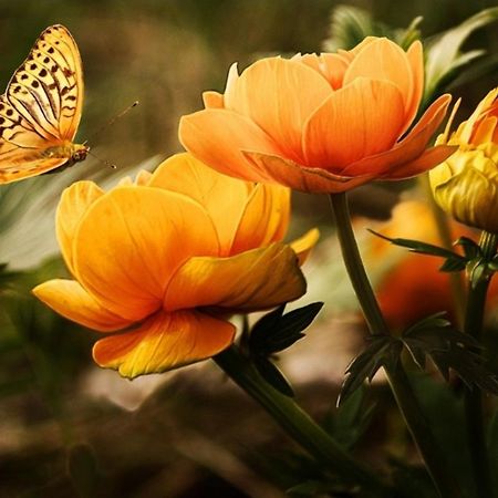 Къща За Гости Вълчеви Несебър Dış mekan fotoğraf